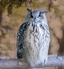 Polar owl sitting on a tree branch, close-up.