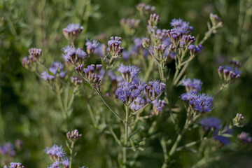 Obraz premium Flores de Chromolaena, Buenos Aires, Argentina