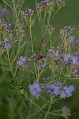 flores de Chromolaena con abeja, Buenos Aires, Argentina