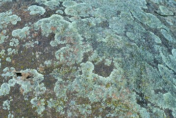 Fototapeta na wymiar Granite rock covered with lichen 