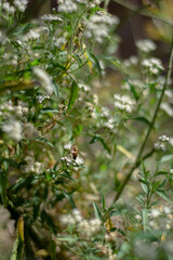 Flores de Hatschbachiella tweedieana y abeja, Buenos Aires, Argentina