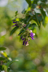 Flor de Lycium cestroides, Buenos Aires, Argentina