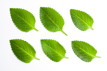 Naklejka na ściany i meble Sprig leaves of fresh mint on white background. Green peppermint for cooking and decorating dishes.
