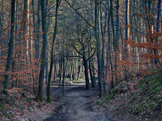 Obraz premium Early spring forest lit by the morning sun with paths into the unknown.