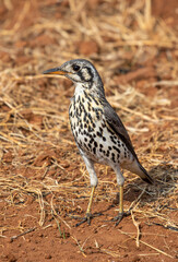 Groundscraper Thrush, Kruger National Park