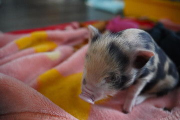 Pied mini baby pig in hand rearing
