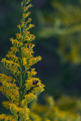 Flores de Solidago chilensis y abeja, Buenos Aires, Argentina