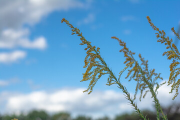 Flores de Solidago chilensis en fondo azul 