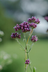 Floracion de Verbena, Buenos Aires, Argentina