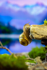 a cute snail tries to climb up a cliff in dreamy background