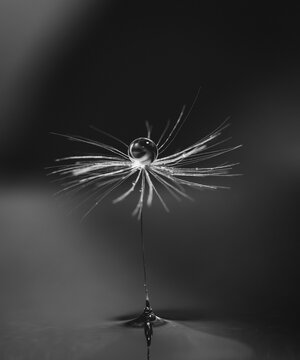 a crystal clear water drop on the top of a dandelion seed black and white photo