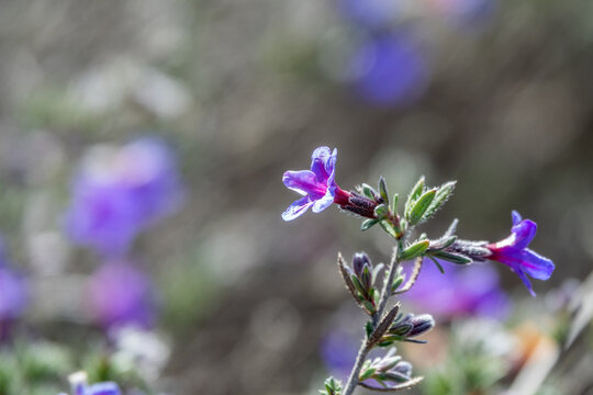 Detail of small purple flowers of shrubby hollyhock (Lithodora fruticosa) in the field