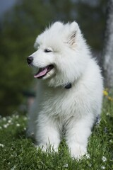 Samoyed, Siberian dog. In nature, secluded by the forest. Dog - Man's best friend.