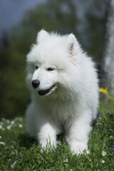 Samoyed, Siberian dog. In nature, secluded by the forest. Dog - Man's best friend.