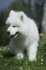 Samoyed, Siberian dog. In nature, secluded by the forest. Dog - Man's best friend.