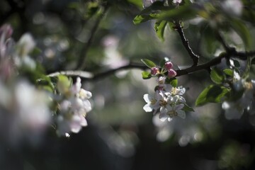 Beautiful cherry blossoms. In the background with trees, other branches and blue sky. Pollen season...