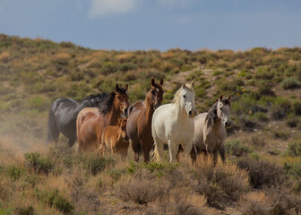 Obraz na płótnie Canvas Herd of horses walking through the sagebrush in Sand Wash Basin of Northern Colorado