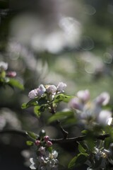 Beautiful cherry blossoms. In the background with trees, other branches and blue sky. Pollen season...