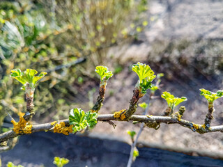 a twig of a currant bush in early spring with green leaves growing in the rays of the spring sun