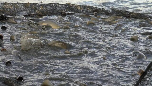 Karpfenernte, abfischen eines Zuchtteiches