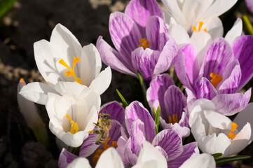 Honey bee in the crocus flowers. Honey bee gathering pollen. Honey bee in the flower. Macro honey...