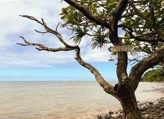 There is a tree on the beach.