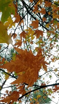 Low angle view of autumn leaves in forest