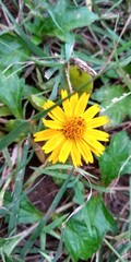 The yellow flowers in the sand give their wonderful scent to the world