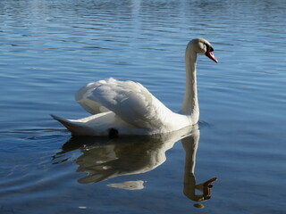 Paarungszeit Schwäne / Balzende Schwäne