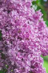 Close up picture of Lilac flowers bunch violet art design background. Beautiful violet Lilac flowers macro photo. Nature floral backdrop with herbal pattern and tiny herbs in the garden. 