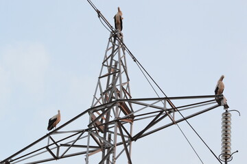 Cigogne sur pyl&ocirc;ne