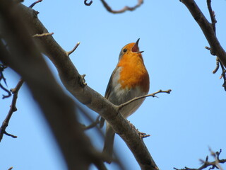 Balzendes Rotkehlchen