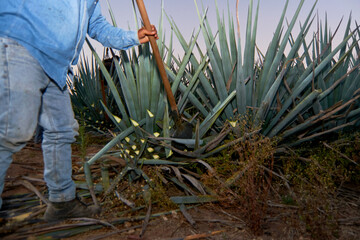Jimador or farmer working in a tequila plantation in Jalisco, Mexico.