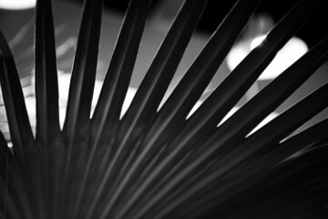 Cirrus palm. Close up of leaves. Background, texture. exotic plant. Nature, naturalness. B/W