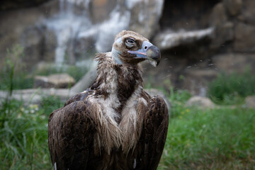 Griffon Vulture splashes water on the muzzle. Gyps fulvus. Big bird on a background of green grass.