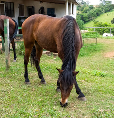 Brown lusitano horse grazing with legs crossed
