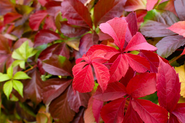 red leaves climbing plant nature spring botanical