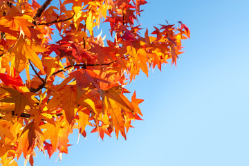 bright golden foliage of a tree against a blue sky