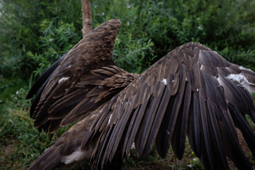 Griffon Vulture Wings. Gyps fulvus. Big bird on a background of green grass. Portrait. Wildlife,...