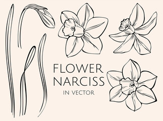 Blooming daffodils in vector. Set of contour illustrations..