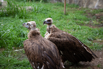 Two Griffon Vultures. Gyps fulvus. Big bird on a background of green grass. Portrait. Wildlife, Africa.