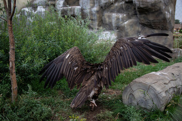 Griffon Vulture Wings. Gyps fulvus. Big bird on a background of green grass. Portrait. Wildlife, Africa.