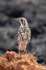 Groundscraper Thrush, Kruger National Park