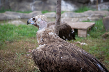 Griffon Vulture full length. Gyps fulvus. Big bird on a background of green grass. Portrait. Wildlife, Africa.