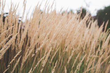 Reedweed spicy-flowered dwarf. Yellow dry plants.