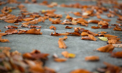 opadłe, uschnięte liście z drzew na chodniku jesienią