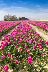 Purple tulips field in front of a farm in Noordoostpolder, Netherlands