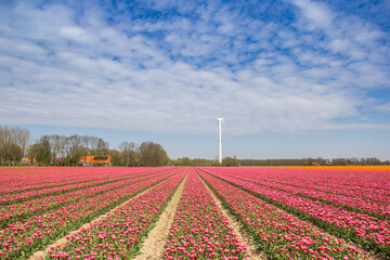 Red and white tulips in front of a wind turbine in Noordoostpolder, Netherlands