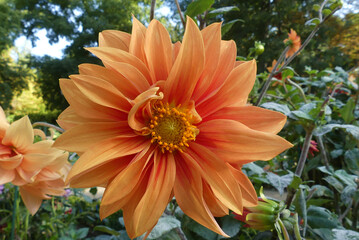 Dahlia "color spectacle" variety