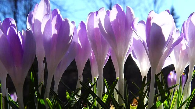 Crocus flowers in the park. Shooting macro.